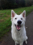 Bodhi